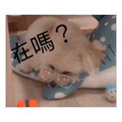 奶油貴賓の生活