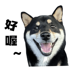 Dousan the Black Shiba_1