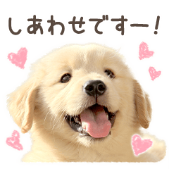 Golden retriever -Honorifics Ver.-