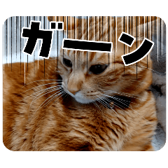 Kitty_20250217193745