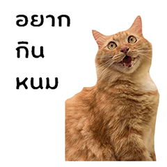 STUPID CAT!!