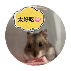 Hachi_20250216211428