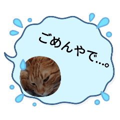 Kitty_20250217224504