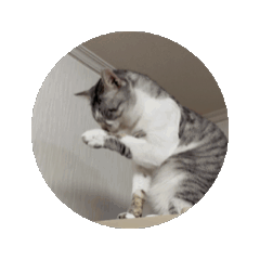 hi_20250217192653