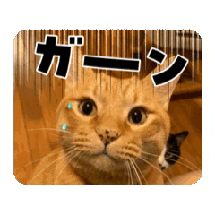 mao_20250217173510