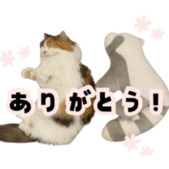 komugi_20250217151909