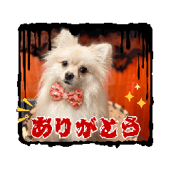 momo_20250218101013