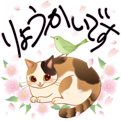 Cherry blossoms, cat and nightingale