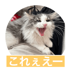Yoko_20250217153238