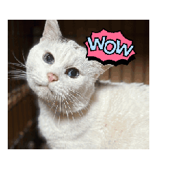 sacchon_20250217224401