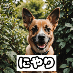 Doggo Mood Pack