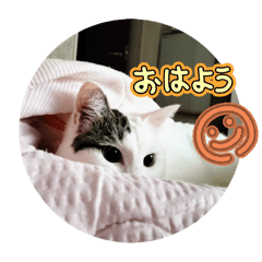 NEKO_20250217170952