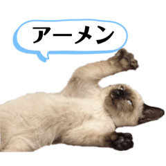 ARISA_20250217182947