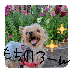 anko_20250217183600