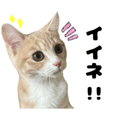 komugi_20250217212242
