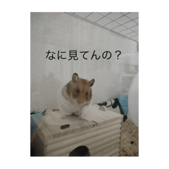 Chihiro_20250217192622