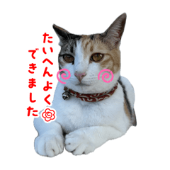 junko_20250217231357