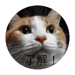 Naruchan_20250217225117