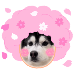 ayaka_20250217225702