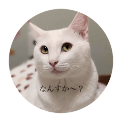 runa_20250218044804