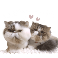 bibi_20250218123409