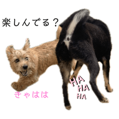 nontia_20250218122227