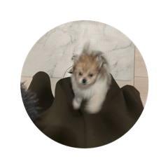 hi_20250218114326