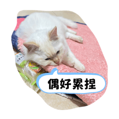 搞笑貓貓貓