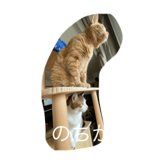YM_20250218140531