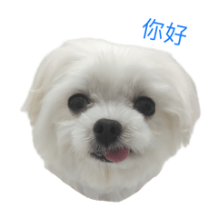 我可愛的汪汪