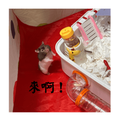 小老鼠日常-1