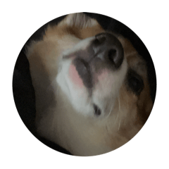 搞怪元寶3