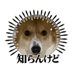 Tony_20250218192538