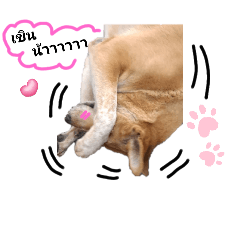 Orange_20250218194013