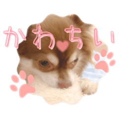 Cute chihuahua's daily life!