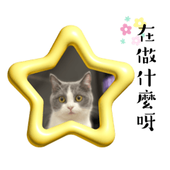 ★喵喵的日常☆