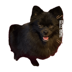 黑色的博美叫黑熊