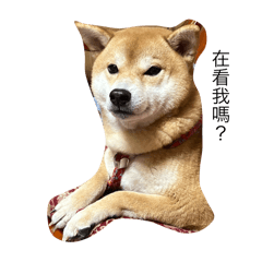 QQ 阿咘