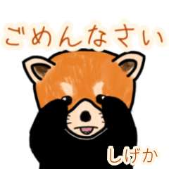 Shigeka's lesser panda