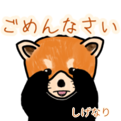 Shigenari's lesser panda