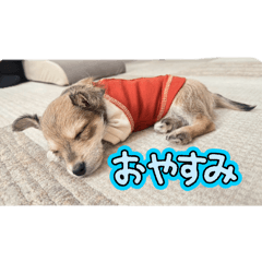 Riku_20250218182822