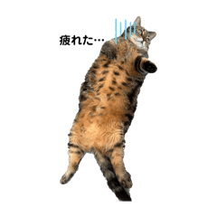 non_20250218230908