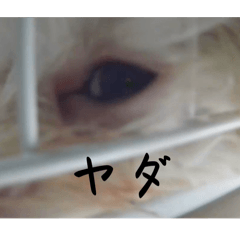 marupupotechi
