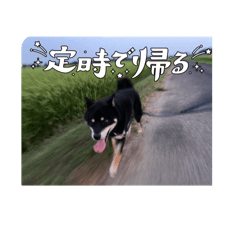 roko_20250218190241