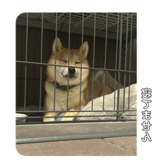 mame_20250218230023