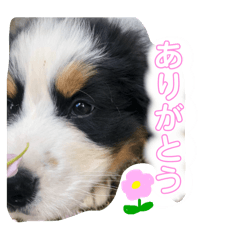 lotus_20250218233601