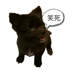 黑色的博美叫黑熊2