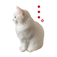 neko_20250219005251