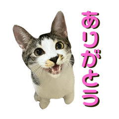 Kohada the cat, 1st stacker!
