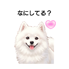 Everyday Samoyed – LINE貼圖 | LINE STORE